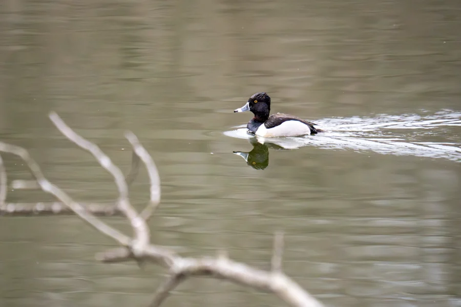A black and white duck swims on calm water, with its reflection visible; a blurred branch is in the foreground.