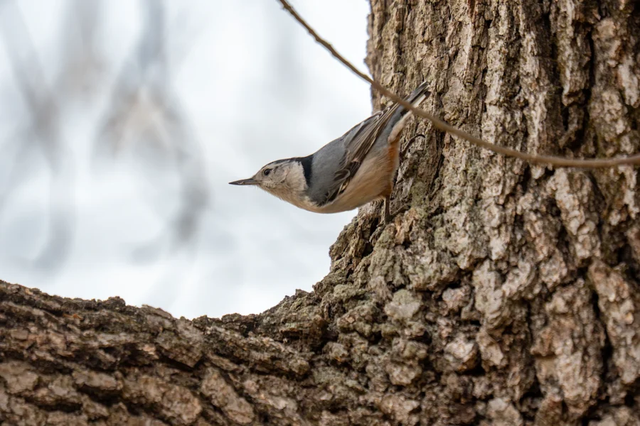 A small bird with a white belly and gray wings clings to the bark of a tree, facing left against a blurred background. A small bird with a white belly and gray wings clings to the bark of a tree, facing left against a blurred background.