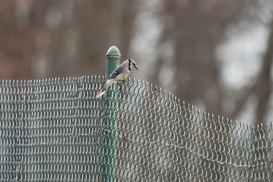 A blue jay perched on a green metal fence post with a chain-link fence, and blurred trees in the background. A blue jay perched on a green metal fence post with a chain-link fence, and blurred trees in the background.
