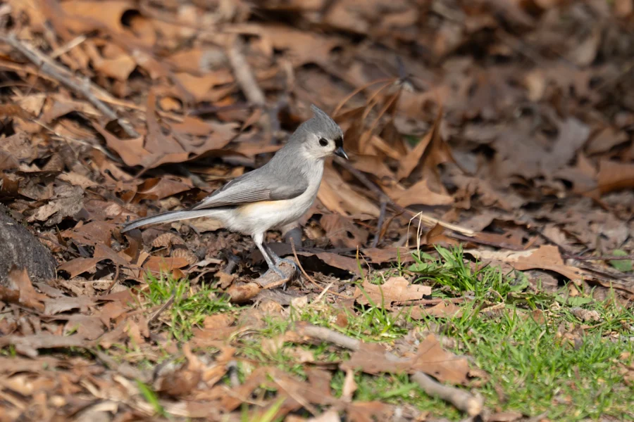 A small gray bird stands on the ground among dry brown leaves and patches of green grass. A small gray bird stands on the ground among dry brown leaves and patches of green grass.