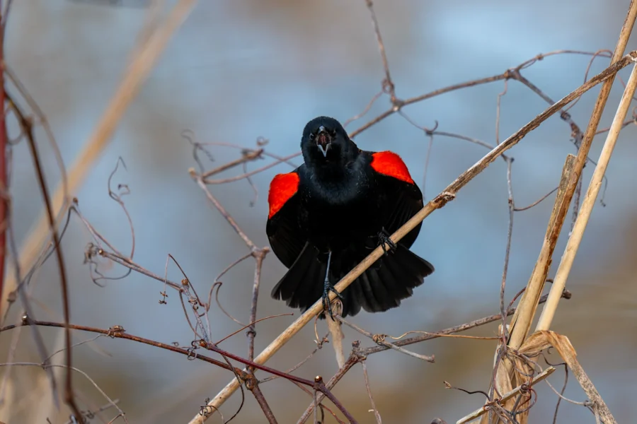 A black bird with bright red and yellow shoulder patches perches on a dry branch, wings slightly spread, and appears to be calling out. A black bird with bright red and yellow shoulder patches perches on a dry branch, wings slightly spread, and appears to be calling out.