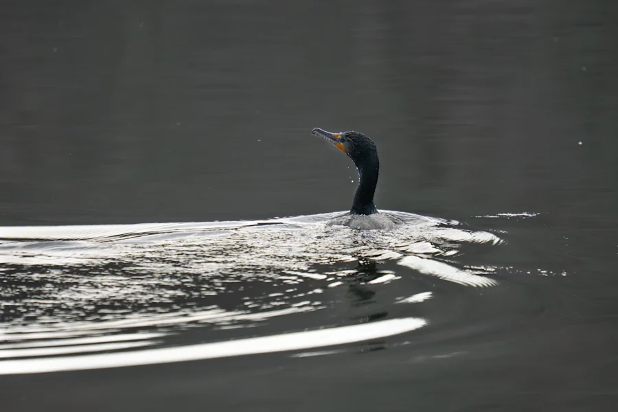 A black waterbird swims on calm water, creating gentle ripples around its body.