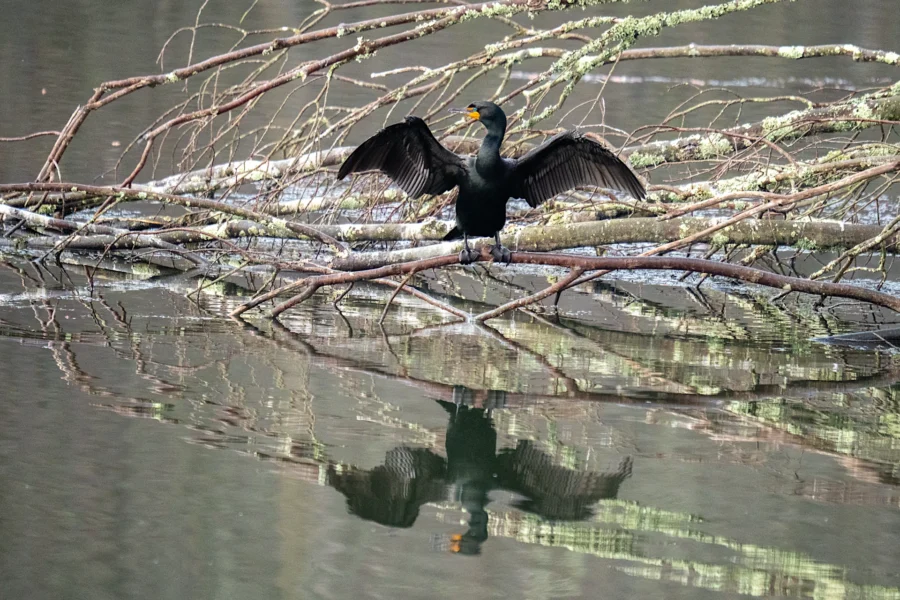 A cormorant stands on a fallen tree branch above water with its wings spread, reflecting on the surface below.