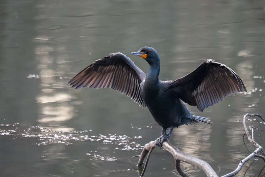 A black cormorant stands on a branch over water with its wings spread open, likely drying them.