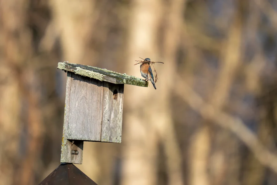 A small bird perches on the roof of a weathered wooden birdhouse, holding twigs in its beak, with a blurred background of trees. A small bird perches on the roof of a weathered wooden birdhouse, holding twigs in its beak, with a blurred background of trees.