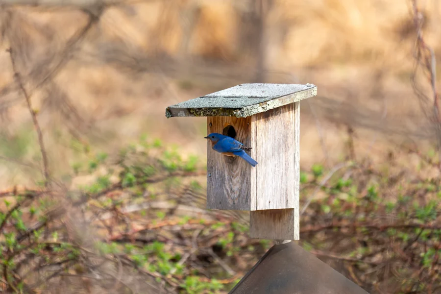 A bluebird is perched at the entrance of a weathered wooden birdhouse, surrounded by blurred greenery and brown foliage in the background. A bluebird is perched at the entrance of a weathered wooden birdhouse, surrounded by blurred greenery and brown foliage in the background.