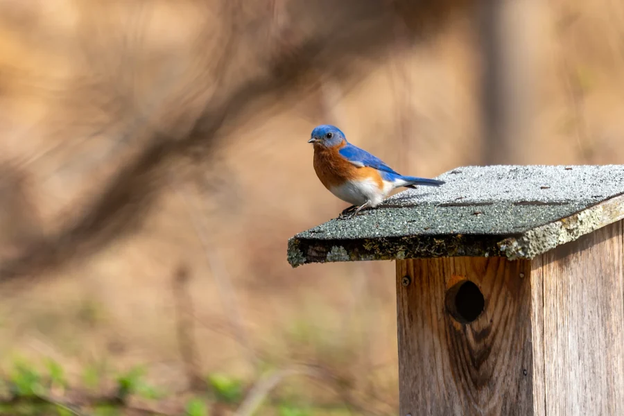 A bluebird with a reddish-brown chest is perched on the roof of a wooden birdhouse outdoors. A bluebird with a reddish-brown chest is perched on the roof of a wooden birdhouse outdoors.