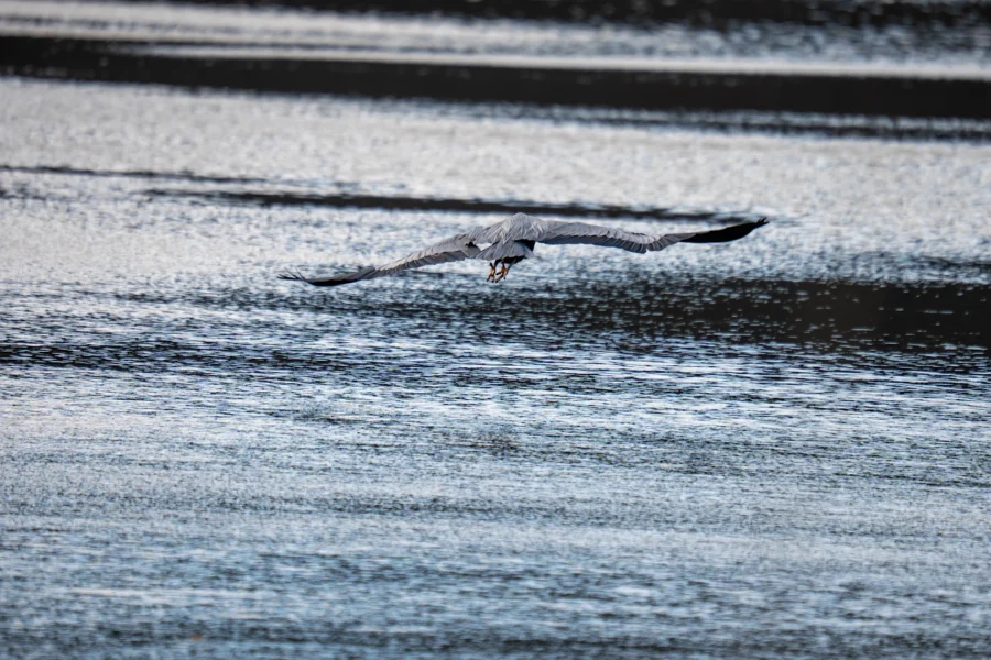 A large bird flies low over a rippling body of water, wings fully extended and reflection visible on the surface below.