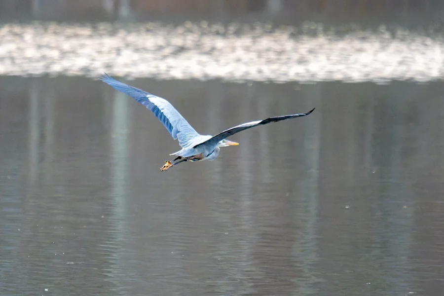 A blue heron is flying low over a calm body of water, with its wings outstretched and reflection visible on the surface.