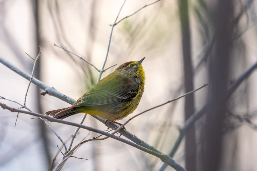 A small yellow-and-brown bird perches on a thin branch among bare twigs, with a blurred background of branches and light. A small yellow-and-brown bird perches on a thin branch among bare twigs, with a blurred background of branches and light.