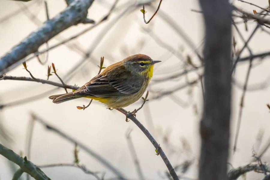 A small songbird with olive-brown and yellow feathers perches on a thin branch among budding twigs, with a blurred light background. A small songbird with olive-brown and yellow feathers perches on a thin branch among budding twigs, with a blurred light background.