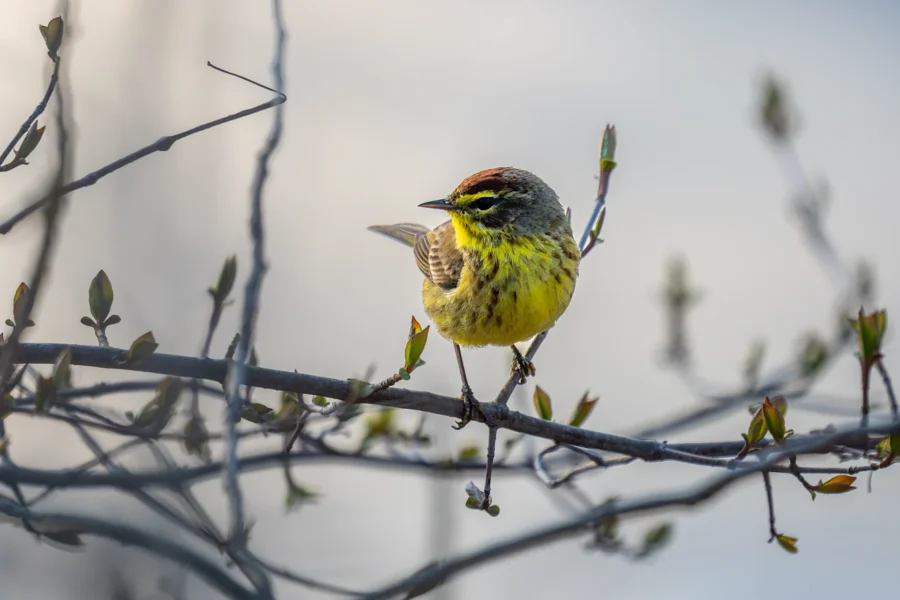 A small yellow and brown bird perches on a thin branch with a few green buds against a soft, blurred background. A small yellow and brown bird perches on a thin branch with a few green buds against a soft, blurred background.