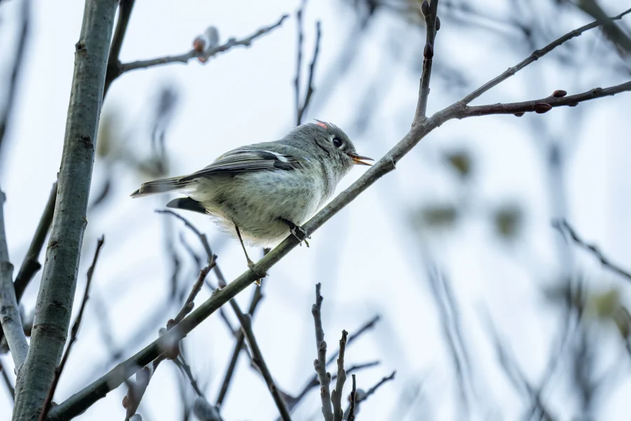 A small bird with gray and olive feathers perches on a thin branch among bare tree limbs against a pale sky. A small bird with gray and olive feathers perches on a thin branch among bare tree limbs against a pale sky.