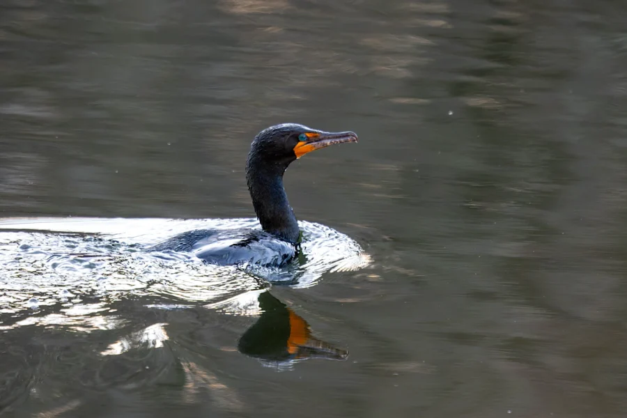 A cormorant with an orange beak patch swims in calm, reflective water.