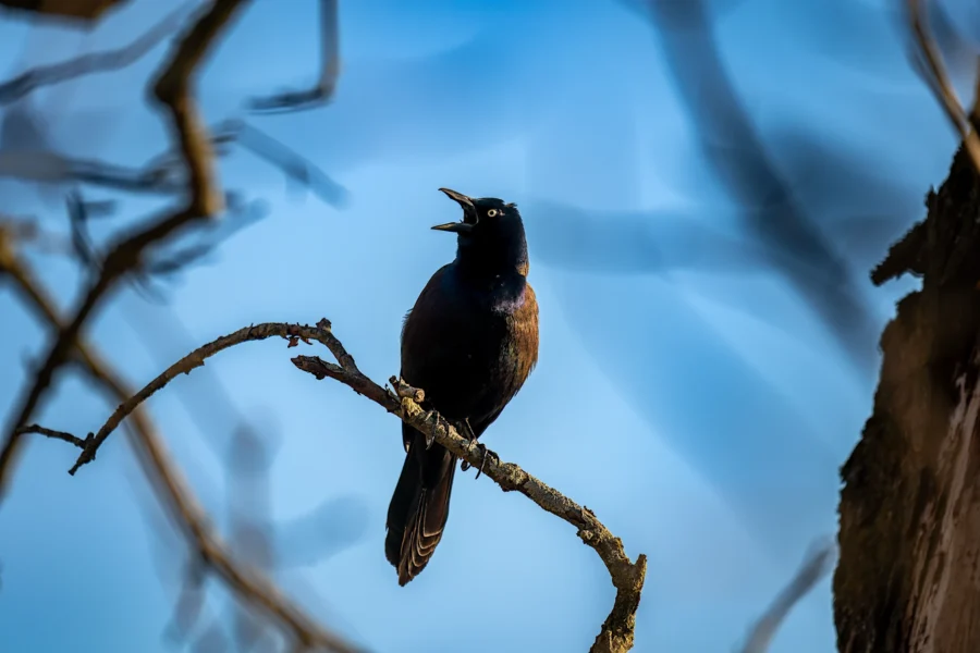 A blackbird with iridescent feathers perches on a bare branch, beak open, against a clear blue sky with blurred tree branches in the background. A blackbird with iridescent feathers perches on a bare branch, beak open, against a clear blue sky with blurred tree branches in the background.