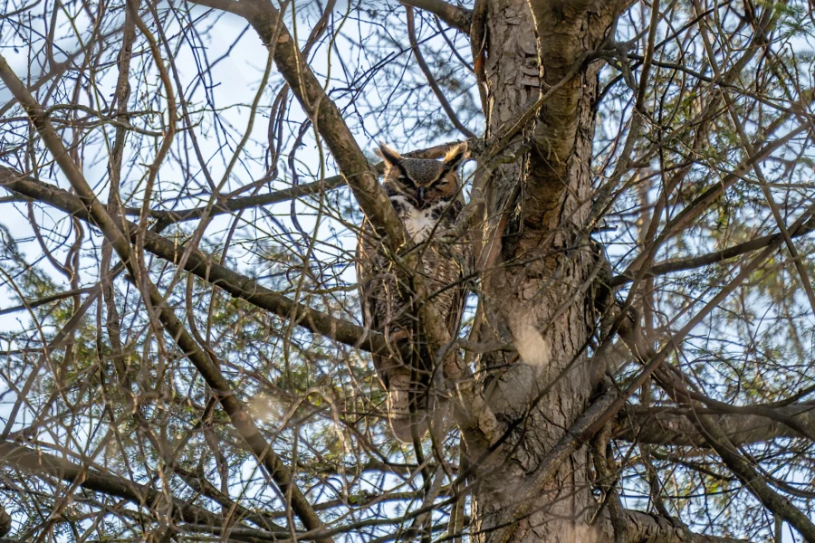 A great horned owl is perched and partially hidden among the branches of a tree, blending in with the surrounding bark and twigs. A great horned owl is perched and partially hidden among the branches of a tree, blending in with the surrounding bark and twigs.