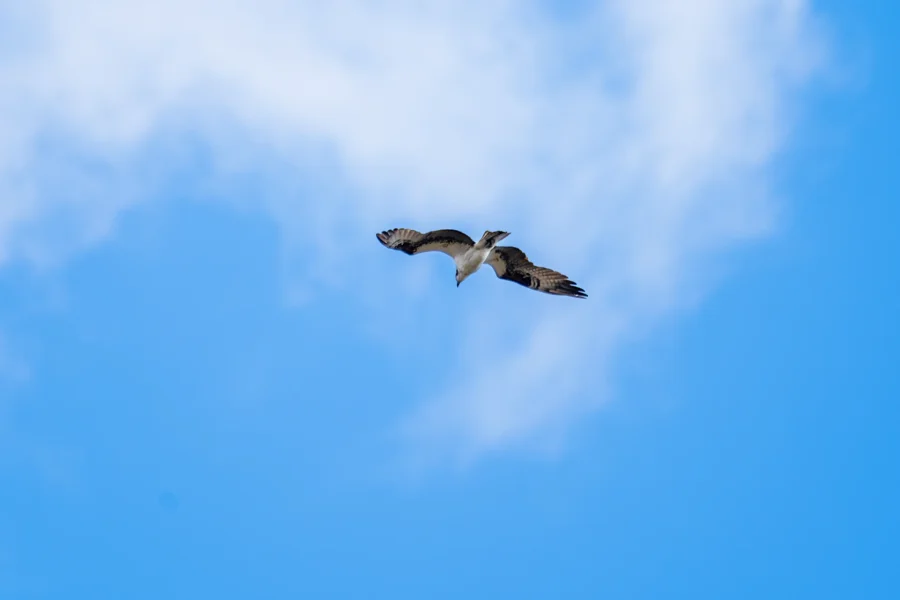 A single bird soars in the sky with wings spread wide, set against a backdrop of blue sky and scattered white clouds. A single bird soars in the sky with wings spread wide, set against a backdrop of blue sky and scattered white clouds.