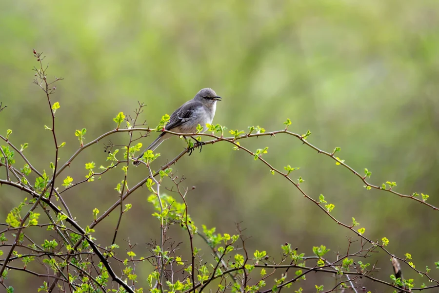 A small gray bird perches on a thin, leafy branch against a blurred green background. A small gray bird perches on a thin, leafy branch against a blurred green background.