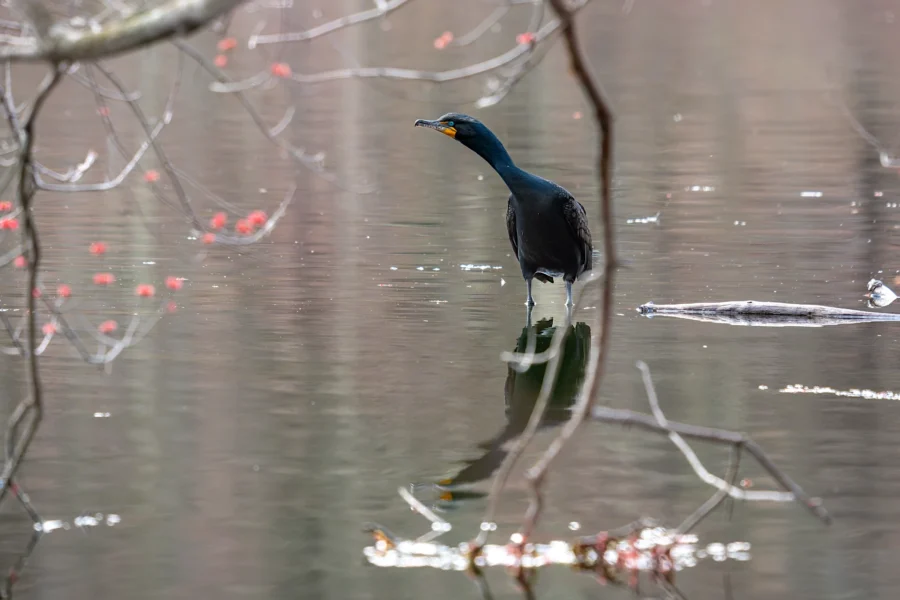 A black cormorant stands in shallow water surrounded by tree branches, with its reflection visible on the calm surface.