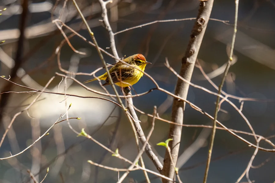 A small yellow bird with a reddish head perches on a branch among thin, leafless twigs, with a blurred natural background. A small yellow bird with a reddish head perches on a branch among thin, leafless twigs, with a blurred natural background.