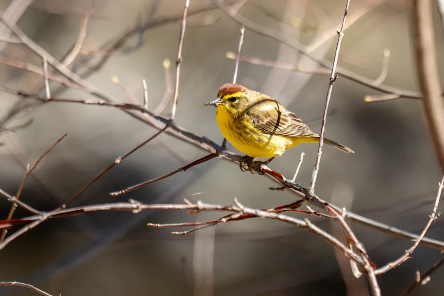 A small yellow and brown bird is perched on a thin, leafless branch with a blurred background. A small yellow and brown bird is perched on a thin, leafless branch with a blurred background.