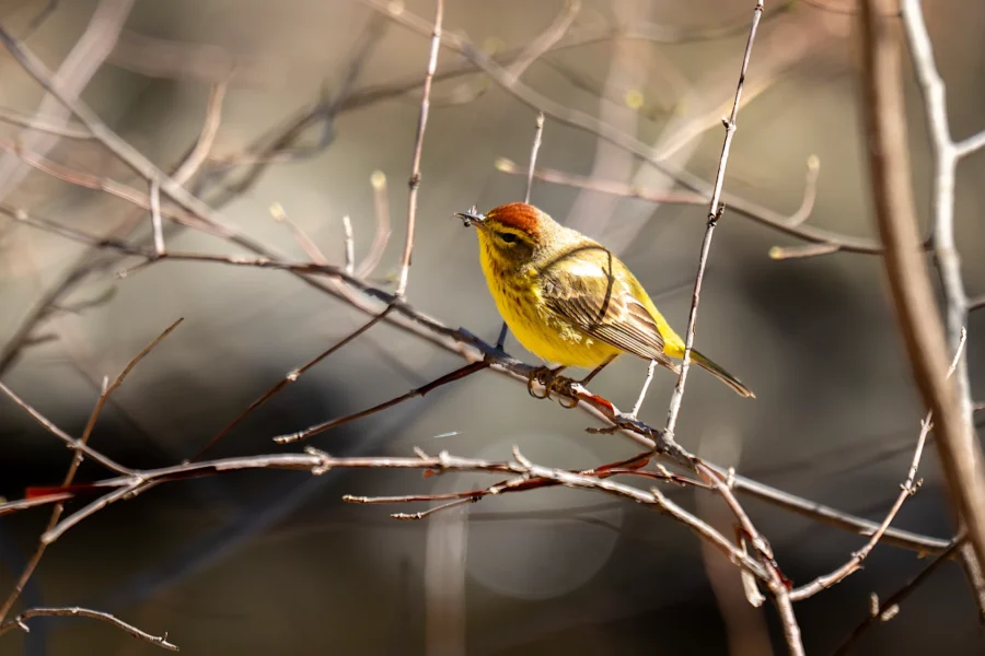 A small yellow bird with brown and olive markings perches on thin, leafless branches against a blurred natural background. A small yellow bird with brown and olive markings perches on thin, leafless branches against a blurred natural background.