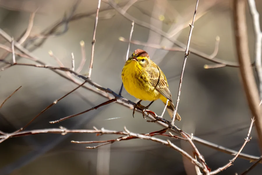 A small yellow bird with brown streaks perches on a bare branch amid thin twigs, with a blurred background. A small yellow bird with brown streaks perches on a bare branch amid thin twigs, with a blurred background.