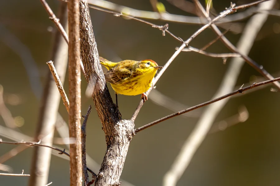 A small yellow bird perches on a branch among several thin, bare twigs with a blurred brown background. A small yellow bird perches on a branch among several thin, bare twigs with a blurred brown background.