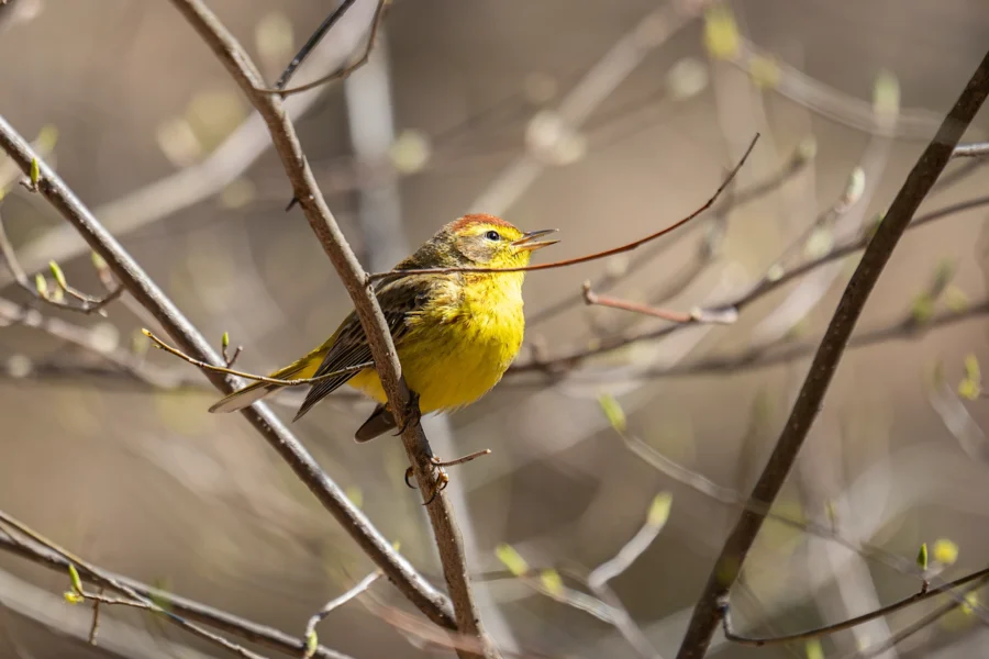 A small yellow and brown bird perches on a branch amid budding leaves, with its beak open as if singing. A small yellow and brown bird perches on a branch amid budding leaves, with its beak open as if singing.