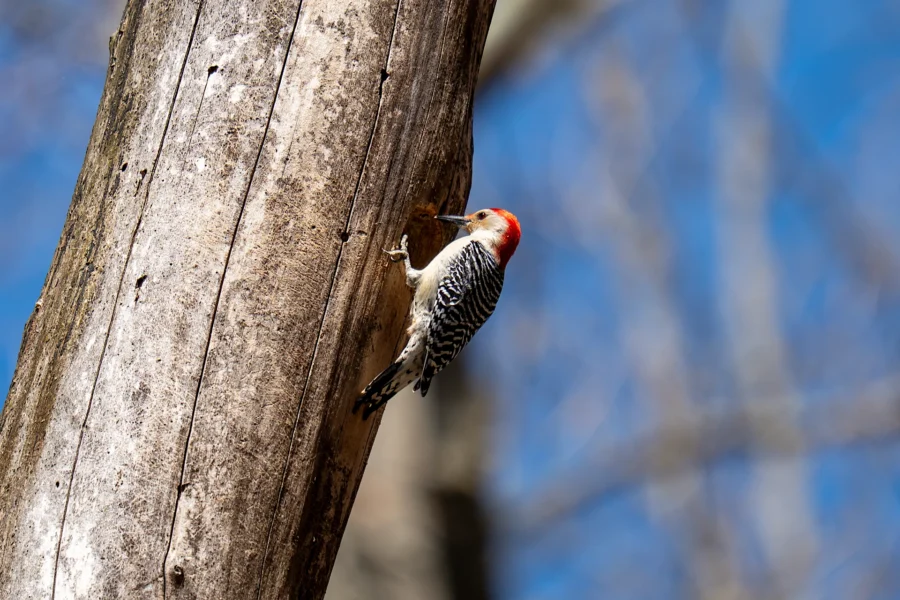 A woodpecker with a red head and black-and-white patterned body clings to the side of a tree trunk, pecking at the bark on a sunny day. A woodpecker with a red head and black-and-white patterned body clings to the side of a tree trunk, pecking at the bark on a sunny day.