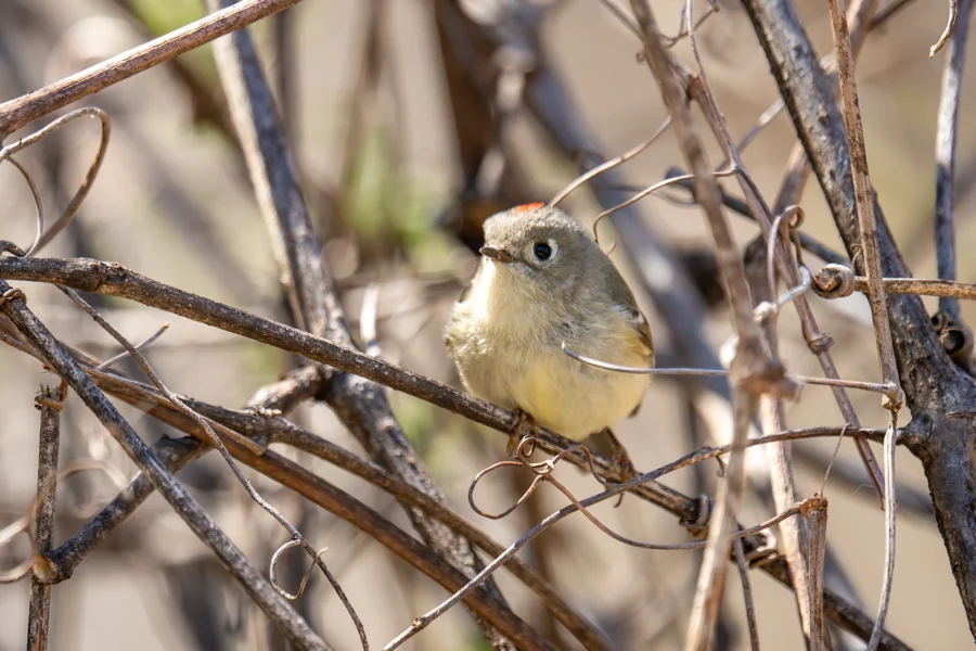 A small songbird with a pale yellow belly and a hint of red on its head perches among dry, tangled branches. A small songbird with a pale yellow belly and a hint of red on its head perches among dry, tangled branches.