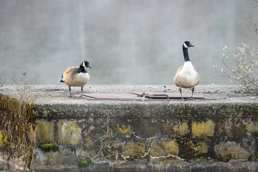Two Canada geese stand on a concrete platform with a stone wall and patches of moss, near a body of water.