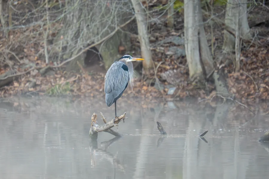 A great blue heron stands on one leg on a log in a foggy pond, surrounded by bare trees and fallen leaves.