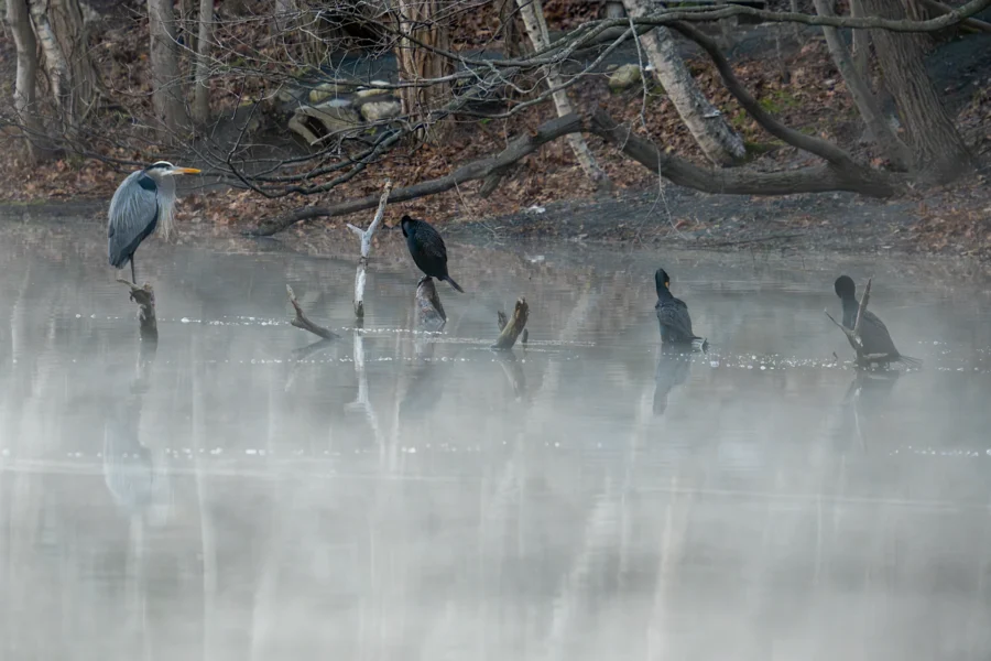 A heron and several cormorants perch on branches above a misty lake, with leafless trees and fallen leaves in the background.