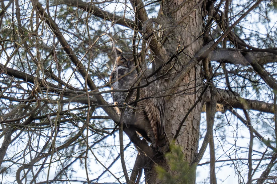 A great horned owl is perched on a tree branch, blending in with the bark and surrounding branches. A great horned owl is perched on a tree branch, blending in with the bark and surrounding branches.