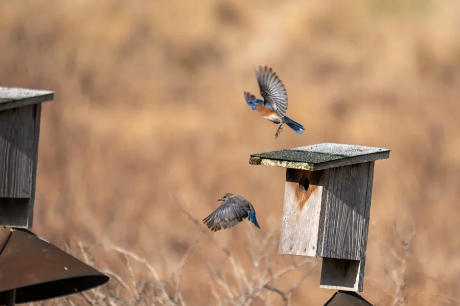 Two bluebirds are flying near a wooden birdhouse mounted on a post, with a blurred natural background. Two bluebirds are flying near a wooden birdhouse mounted on a post, with a blurred natural background.