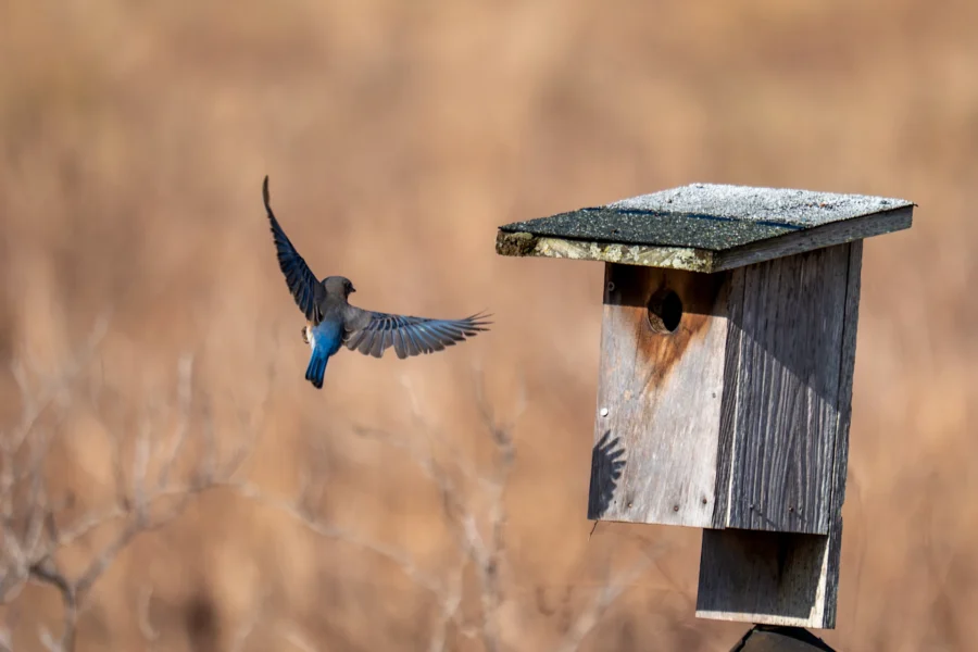 A small blue and gray bird flies toward a wooden birdhouse mounted on a post, with a blurred brown background. A small blue and gray bird flies toward a wooden birdhouse mounted on a post, with a blurred brown background.