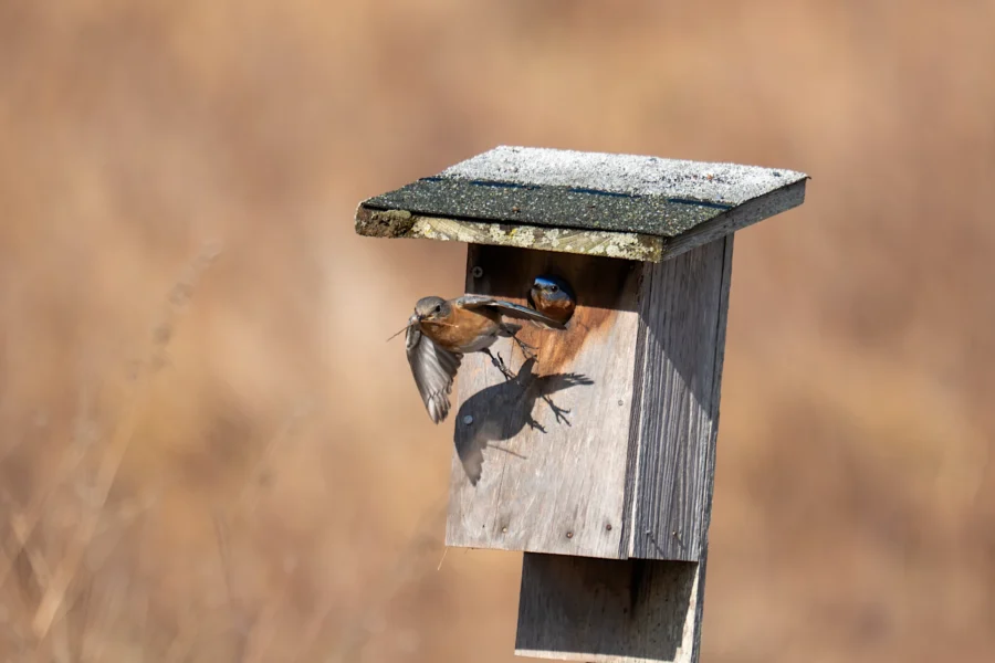 Two small birds perch on a weathered wooden birdhouse, one flying near the entrance while the other looks out from inside. Two small birds perch on a weathered wooden birdhouse, one flying near the entrance while the other looks out from inside.