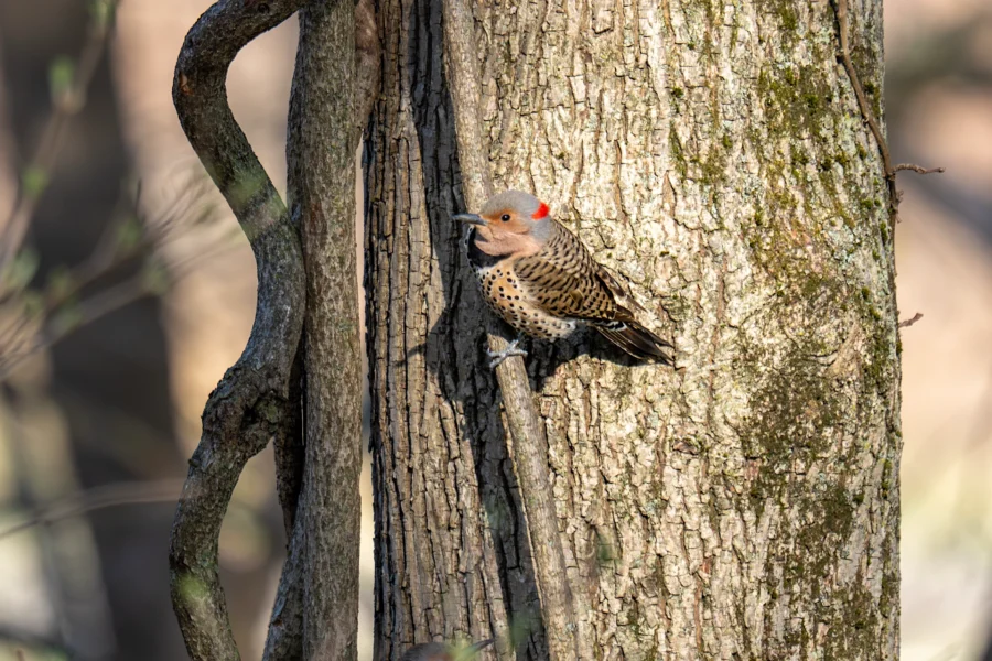 A Northern Flicker woodpecker with a red patch on its head is perched on the trunk of a tree, blending in with the bark. A Northern Flicker woodpecker with a red patch on its head is perched on the trunk of a tree, blending in with the bark.