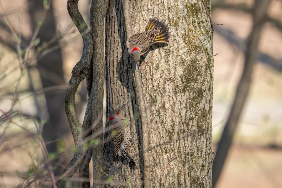 Two woodpeckers cling to the trunk of a tree; one is perched higher facing downward, while the other is lower and partially obscured by branches. Two woodpeckers cling to the trunk of a tree; one is perched higher facing downward, while the other is lower and partially obscured by branches.