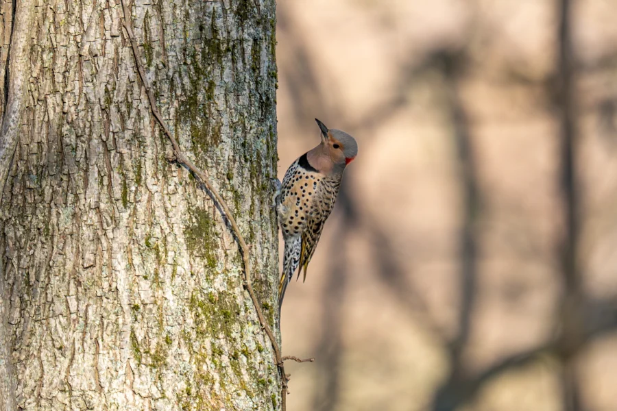 A Northern Flicker woodpecker clings to the side of a tree trunk, with its body facing downward and background out of focus. A Northern Flicker woodpecker clings to the side of a tree trunk, with its body facing downward and background out of focus.