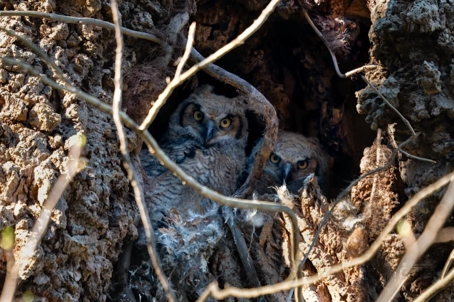 Two young owls with mottled feathers peer out from a cavity in a tree, partially concealed by branches and the tree's textured bark. Two young owls with mottled feathers peer out from a cavity in a tree, partially concealed by branches and the tree's textured bark.