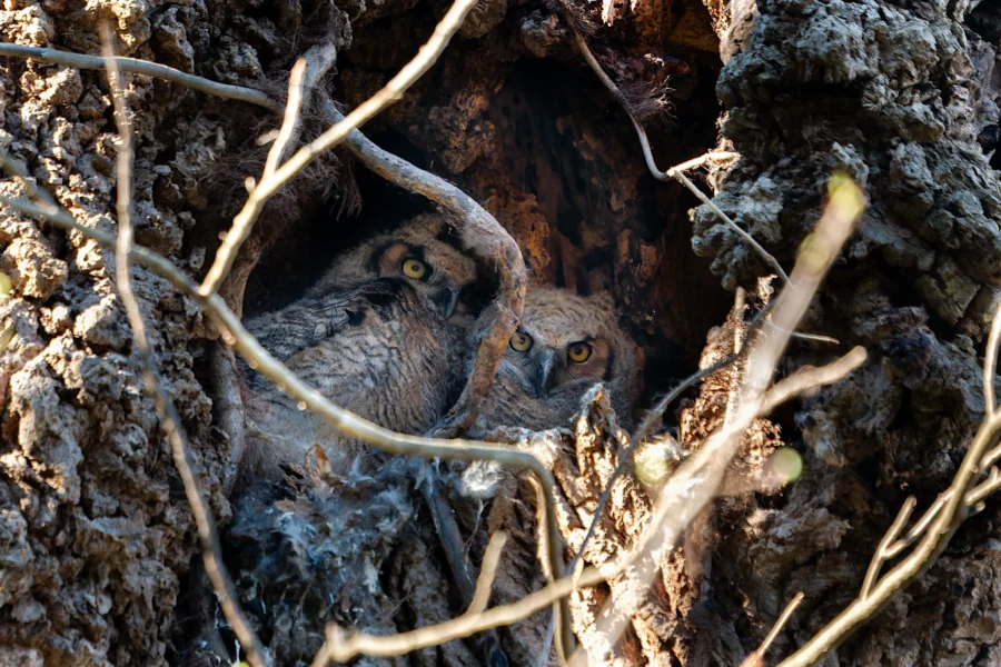 Two owls are nestled inside the hollow of a tree, partially hidden by the bark and branches, looking out with wide eyes. Two owls are nestled inside the hollow of a tree, partially hidden by the bark and branches, looking out with wide eyes.