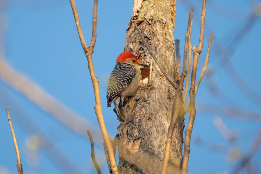 A woodpecker with a red head is perched on the trunk of a tree, pecking at the bark on a clear day with blue sky. A woodpecker with a red head is perched on the trunk of a tree, pecking at the bark on a clear day with blue sky.