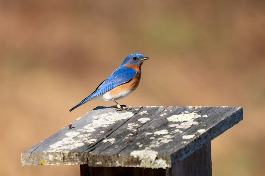 A small blue and orange bird is perched on a weathered wooden surface with patches of lichen. A small blue and orange bird is perched on a weathered wooden surface with patches of lichen.