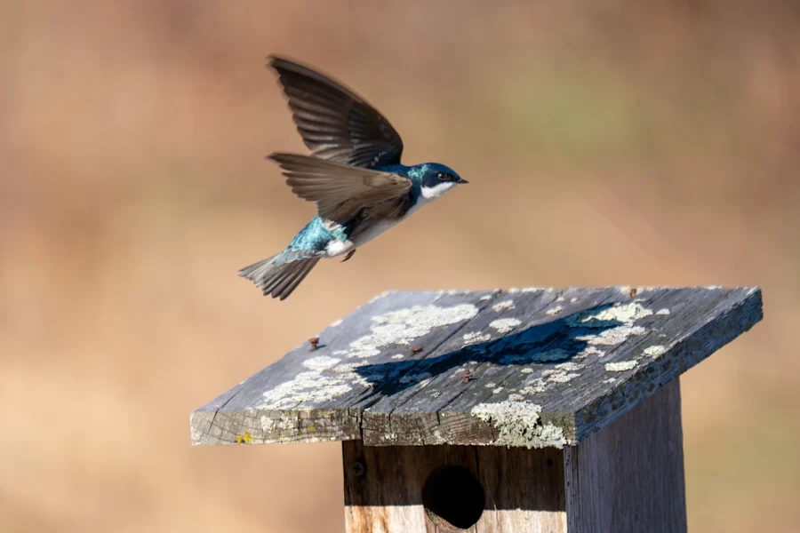 A small bird with blue and white feathers flies away from a weathered wooden birdhouse with a circular entrance hole. A small bird with blue and white feathers flies away from a weathered wooden birdhouse with a circular entrance hole.