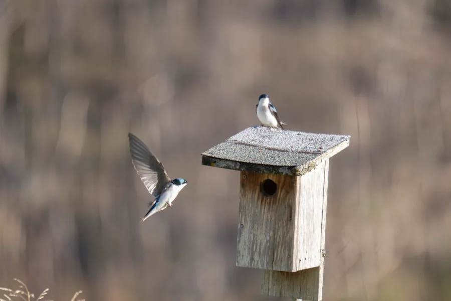 Two small birds perch on and fly near a wooden birdhouse mounted on a post, with a blurred natural background. Two small birds perch on and fly near a wooden birdhouse mounted on a post, with a blurred natural background.