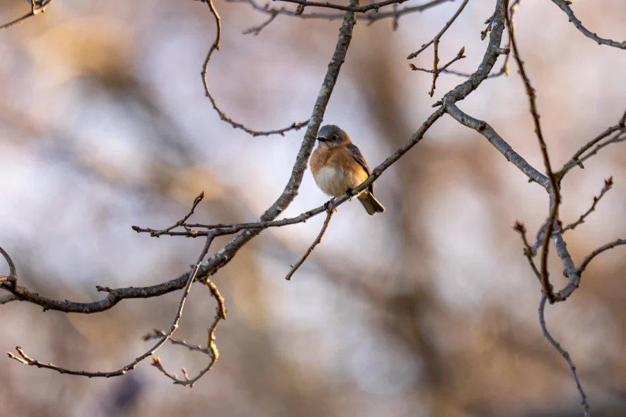 A small brown bird is perched on a bare tree branch, surrounded by several other branches against a blurred background. A small brown bird is perched on a bare tree branch, surrounded by several other branches against a blurred background.