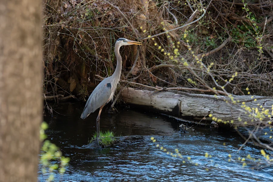 A great blue heron stands in shallow water near a fallen log and tree branches along a wooded stream.