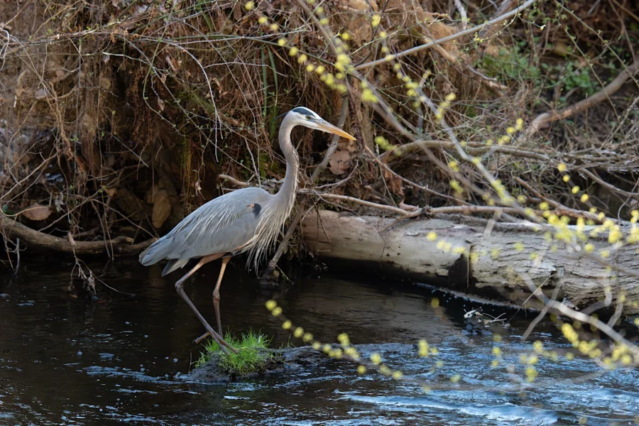 A great blue heron stands in shallow water near a fallen log, surrounded by branches and early spring foliage.